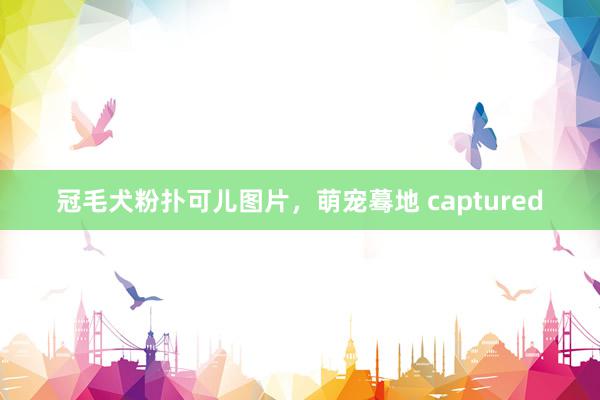 冠毛犬粉扑可儿图片,萌宠蓦地 captured
